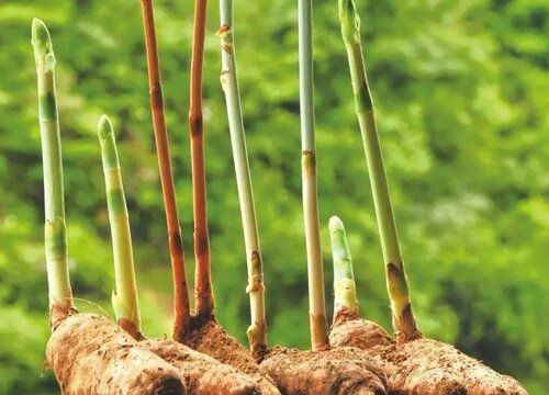 天麻可以生吃吗