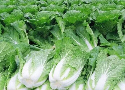 白菜能放冰箱吗
