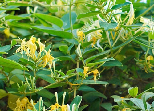 金银花属于什么茶