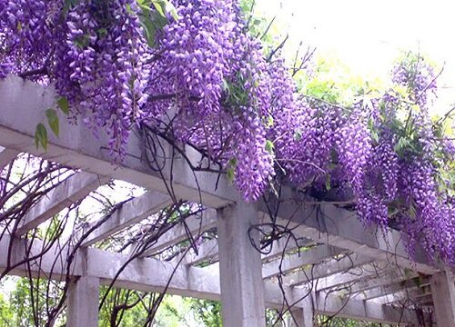 紫藤花的寓意和象征