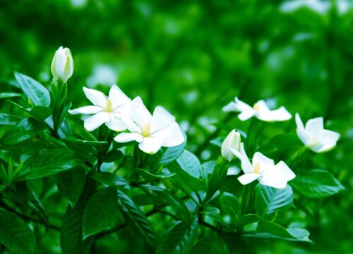 栀子花适合室内养吗