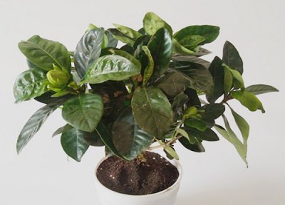 栀子花能放室内养吗 栀子花适合室内养吗