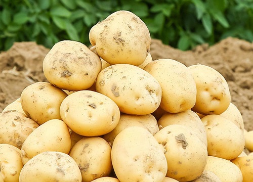 土豆发苦还能吃吗
