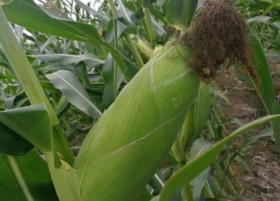夏玉米成熟时间 夏玉米成熟期多少天