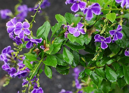 金露花的花语和寓意