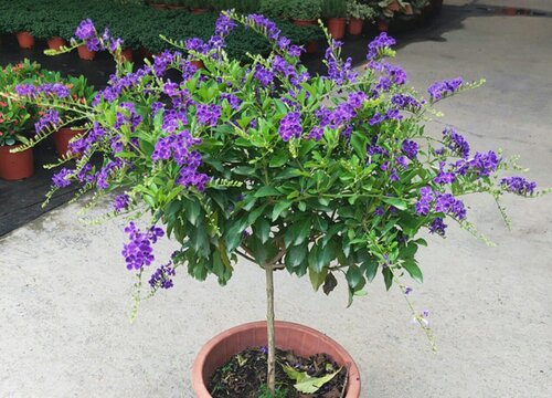 金露花的花语和寓意