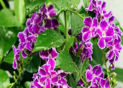 金露花花语 金露花的花语和寓意