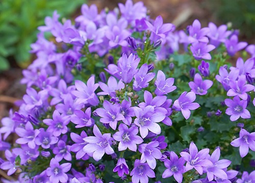 代表占有欲的花