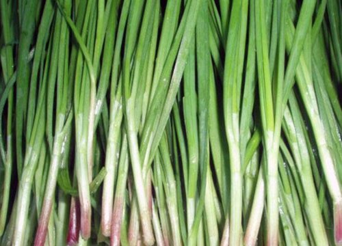 韭菜属于什么类植物