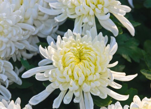菊花的花语是什么