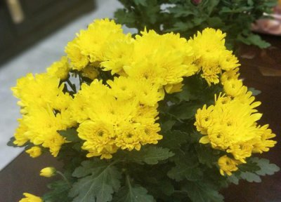 菊花花语和寓意 菊花的花语是什么
