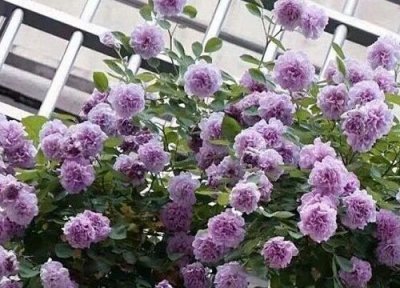 代表后悔的花 表示后悔的花