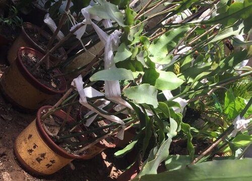 小叶昙花和大叶昙花的区别