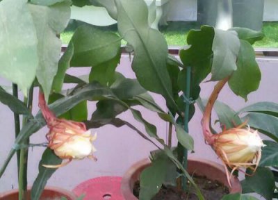 小叶昙花简介 小叶昙花和大叶昙花的区别
