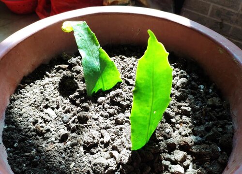 小叶昙花和大叶昙花的区别