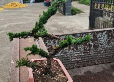 罗汉松的寓意和风水 罗汉松在风水上代表什么意思
