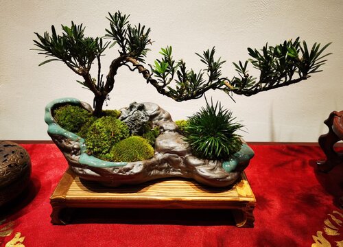 罗汉松的寓意和风水