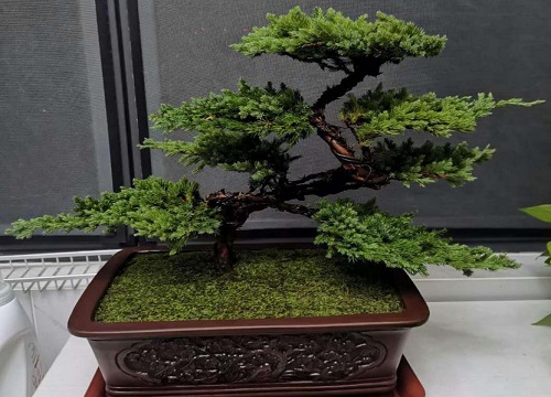 罗汉松的寓意和风水