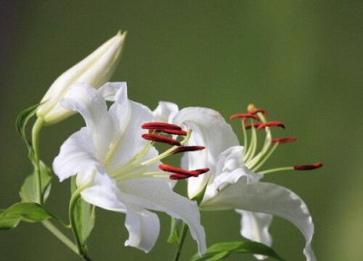 白百合花语 白百合花的花语和寓意