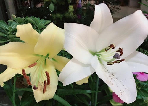 白百合花的花语和寓意