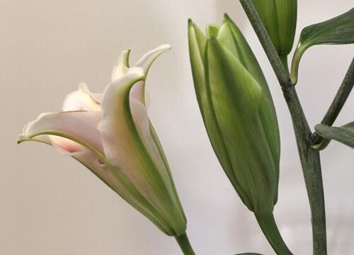 白百合花的花语和寓意