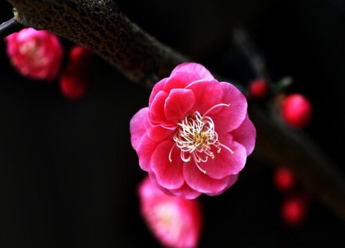 梅花的品质和精神是什么