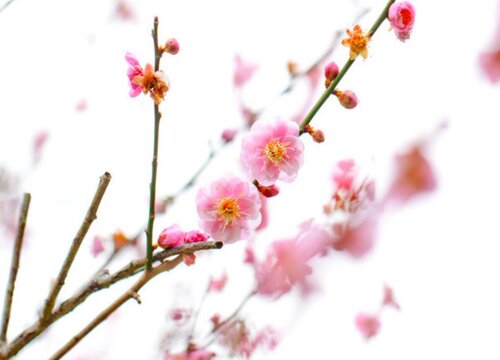 梅花的品质和精神是什么