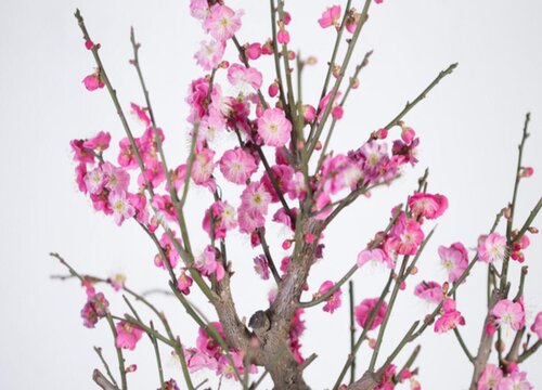 梅花的品质和精神是什么