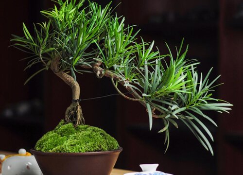 寓意吉祥的植物