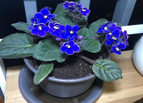 紫罗兰的花语是什么