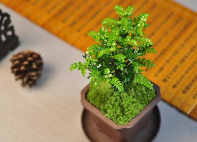 清香木的寓意和象征 清香木的风水及寓意