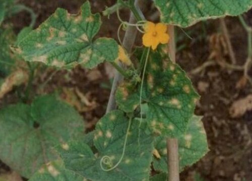 黄瓜雄花和雌花的区别
