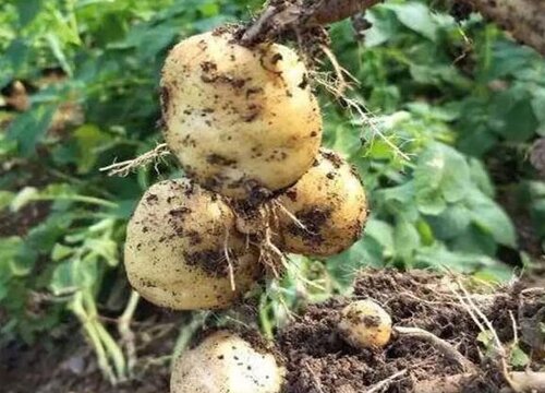 土豆生长期多少天收获