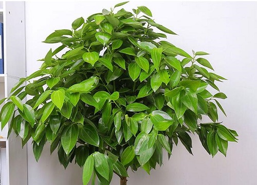 幸福树结果能吃吗