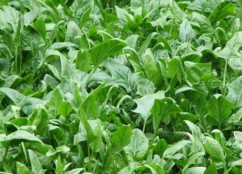 菠菜含糖量高吗