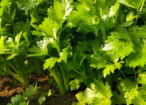 芹菜种子催芽方法