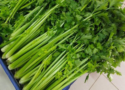 芹菜催芽方法 芹菜种子催芽方法