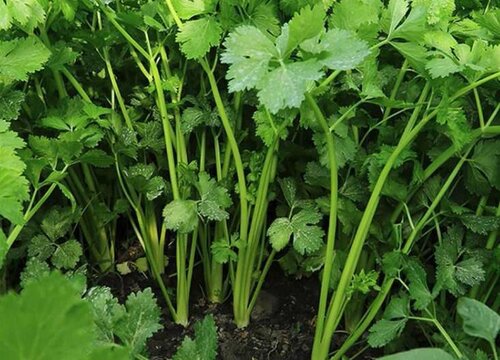 芹菜种子催芽方法