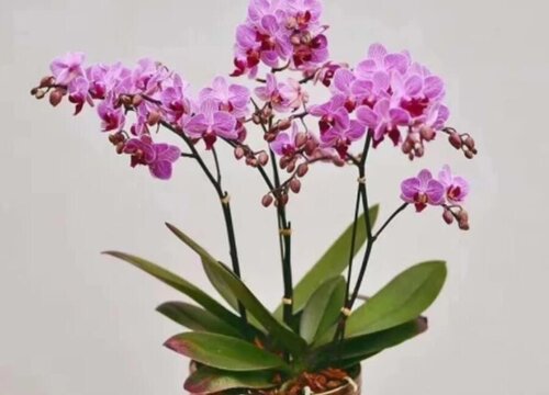 蝴蝶花的特点
