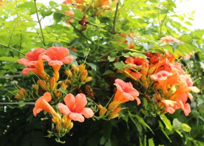 凌霄花象征意义 凌霄花象征着什么意义