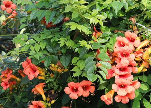 凌霄花象征着什么意义