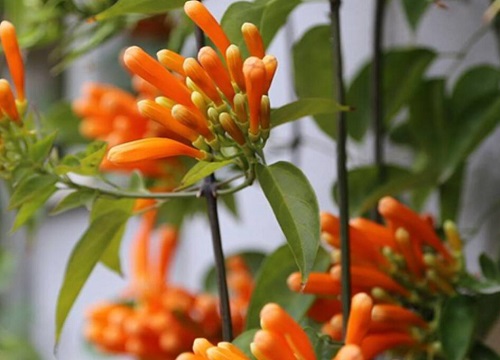凌霄花象征着什么意义
