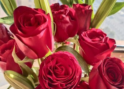 33朵玫瑰花花语和寓意 33朵玫瑰花的花语是什么