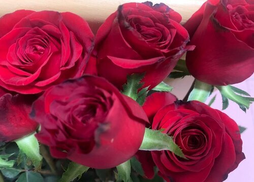 11朵玫瑰花代表什么花语