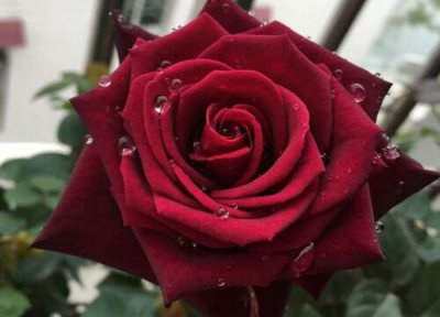 11朵玫瑰花的花语 11朵玫瑰花代表什么花语
