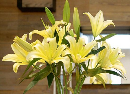 金百合花的花语和寓意