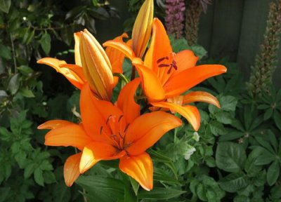 金百合花花语 金百合花的花语和寓意