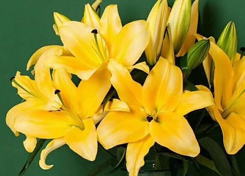金百合花的花语和寓意