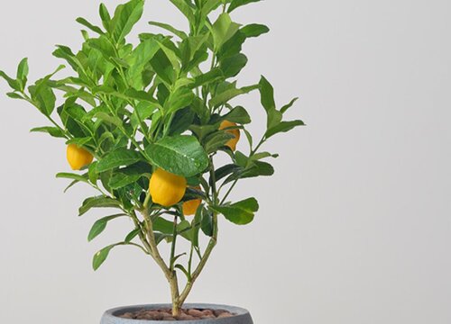 柠檬象征着什么意义