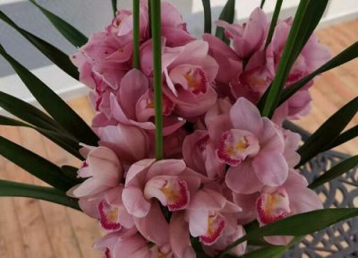 代表未来的花 未来的花叫什么